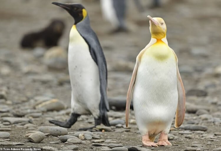 Что такое лейцизм? Желтый пингвин сильно отличился на фоне остальных. Фото.