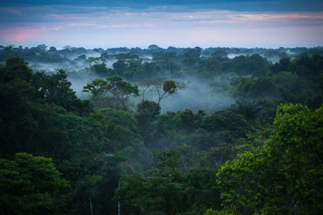 Что происходит с тропическими лесами Амазонии? Фото.
