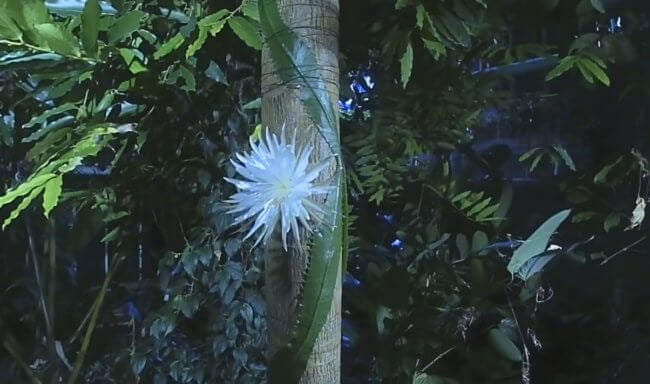 Это растение цветет только раз в году и испускает приятный аромат. Смотрите видео. Фото.
