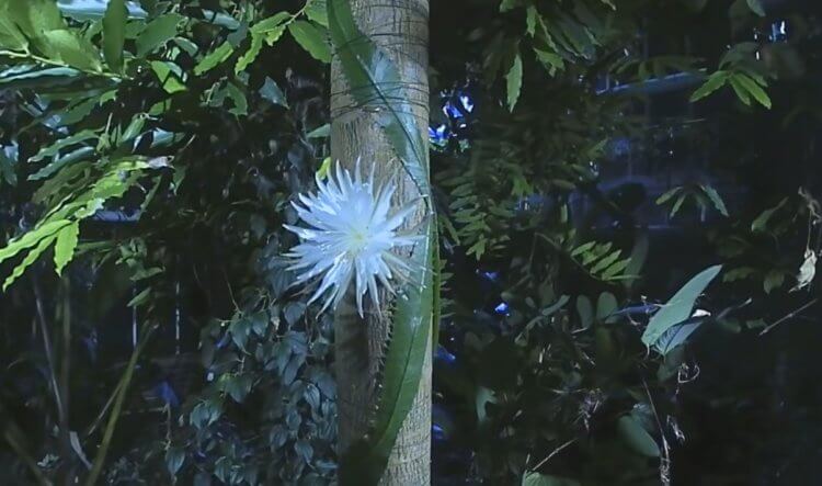 Это растение цветет только раз в году и испускает приятный аромат. Смотрите видео
