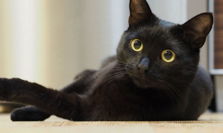 Почему черных кошек мало? Считается, что у каждой черной кошки есть хотя бы одно белое пятно. Если вы видели идеально черных кошек — расскажите в комментариях, это интересно. Фото.
