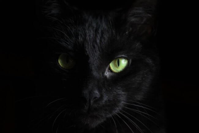 Почему полностью черных котов очень мало? Причина таится в глубинах истории. Фото.