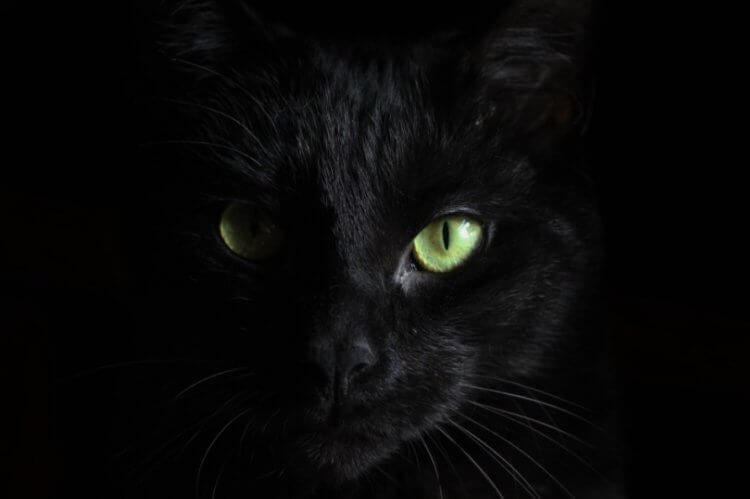 Почему полностью черных котов очень мало? Причина таится в глубинах истории. У черных котов очень тяжелая судьба. Давайте разберемся, почему. Фото.