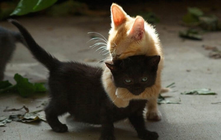 Почему люди боятся черных кошек? В некоторых странах считается, что черные коты приносят счастье. Фото.