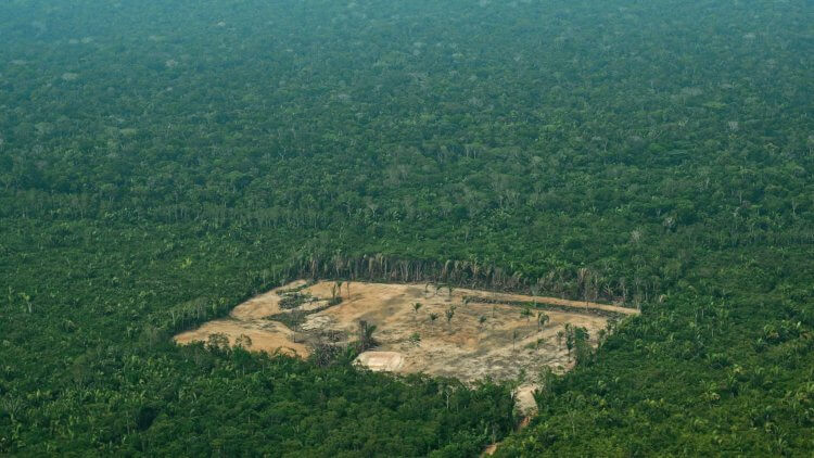 Джунгли Амазонии и изменение климата. Если вырубка лесов не прекратится, нас с вами ждет очень мрачное будущее. Фото.
