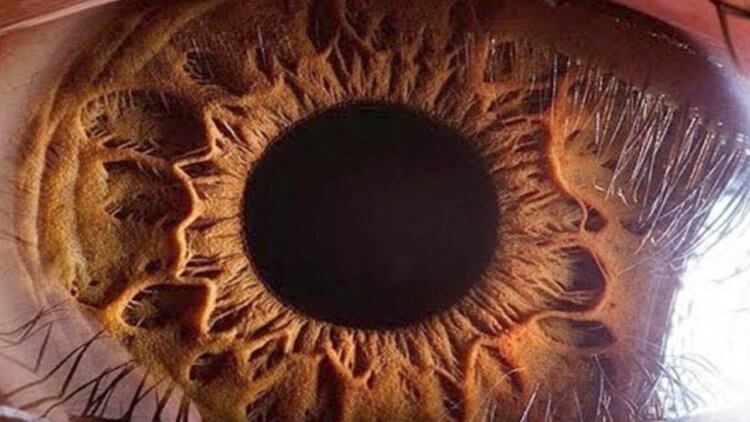 Видимый свет. Человеческий глаз под микроскопом. Фото.