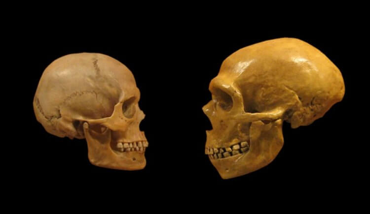 Слух неандертальцев. Череп современного человека (слева) и неандертальца (справа). Фото.