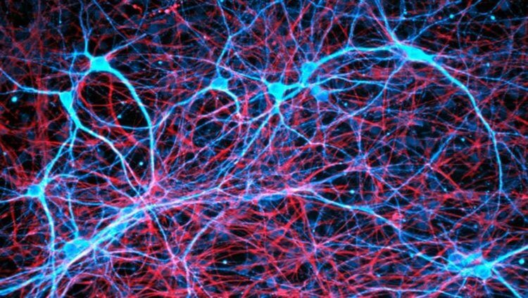Что происходит с мозгом после смерти? Когда нейроны (синие) умирают, глиальные клетки (красные) превращаются в зомби. Фото.