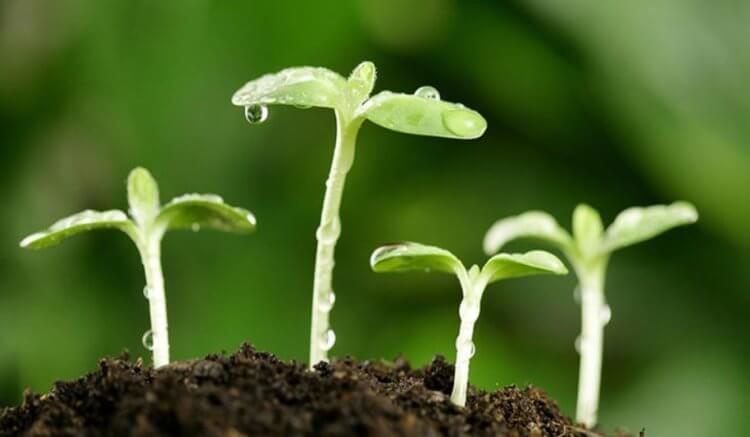 Бактерии в космосе. Азот — один из важнейших компонентов для роста растений. Фото.
