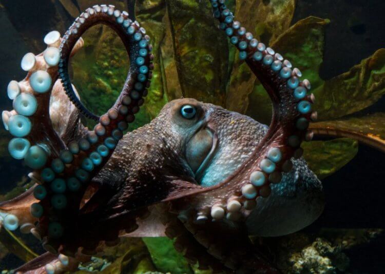 Новый эксперимент с осьминогами. Осьминоги, как и многие другие животные, чувствуют и запоминают боль. Фото.