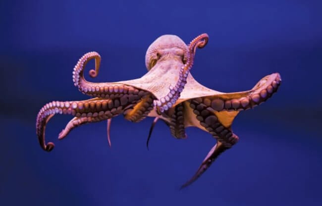 Почему осьминогов можно считать самыми умными животными в мире? Фото.