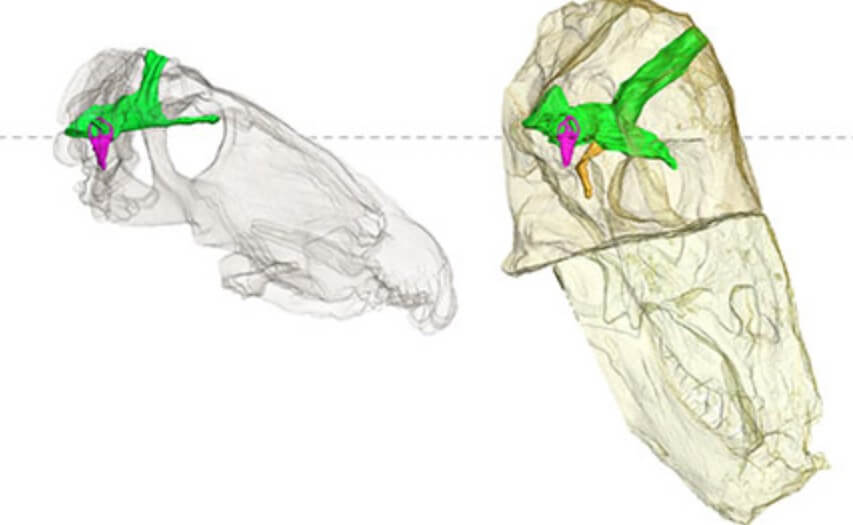 Древний монстр пермского периода. Череп антеозавра показан слева. Зеленым цветом выделена полость, вмещающая мозг, сиреневым – внутреннее ухо. Справа показан мозг одного из его современников другого вида. Фото.