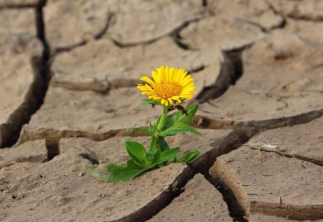 Как растения выживают во время засухи? Фото.