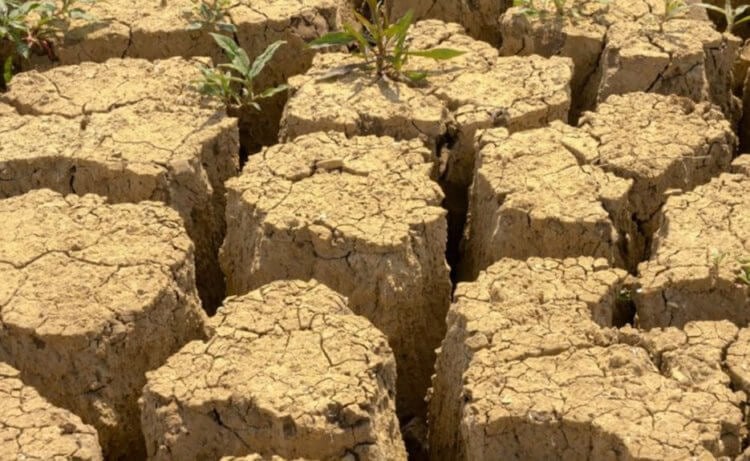 Растения во время засухи. Засуха часто приводит к голоданию людей и эту проблему нужно решать. Фото.