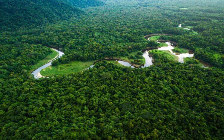 Что происходит с «легкими планеты»? В это трудно поверить, но теперь джунгли Амазонии «работают» против нас. Фото.
