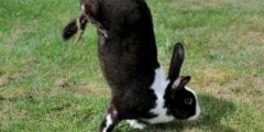Выведена порода кроликов, которые ходят на передних лапах. Все из-за ошибки ученых. Фото.