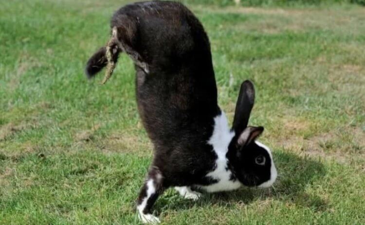 Выведена порода кроликов, которые ходят на передних лапах. Все из-за ошибки ученых. Альфорский прыгун. Фото.