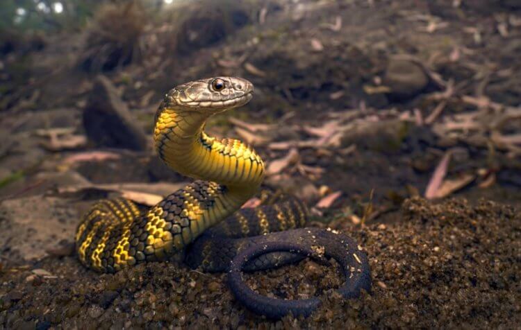 snake poison human image one