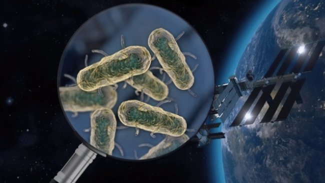 Космос повышает опасность бактерий. Чем это грозит космонавтам? Фото.