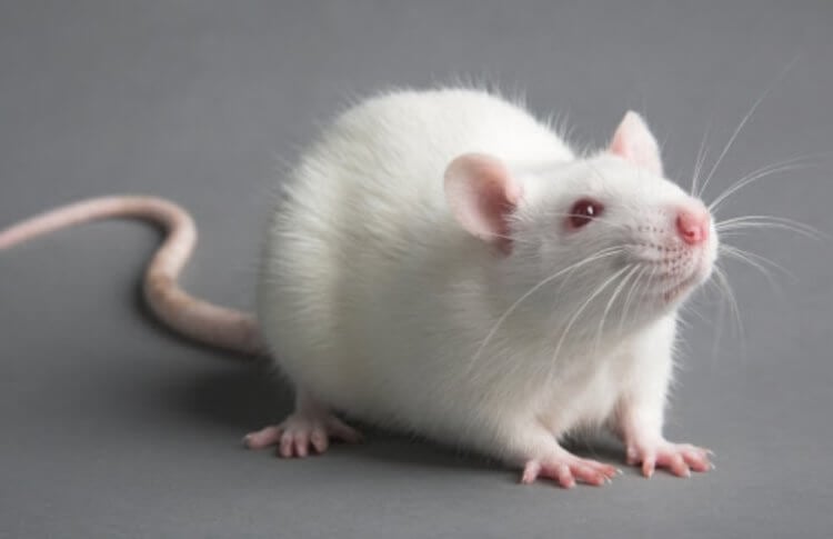 Вред сахарина. По крайней мере, лабораторным крысам сахарин не навредил. Фото.