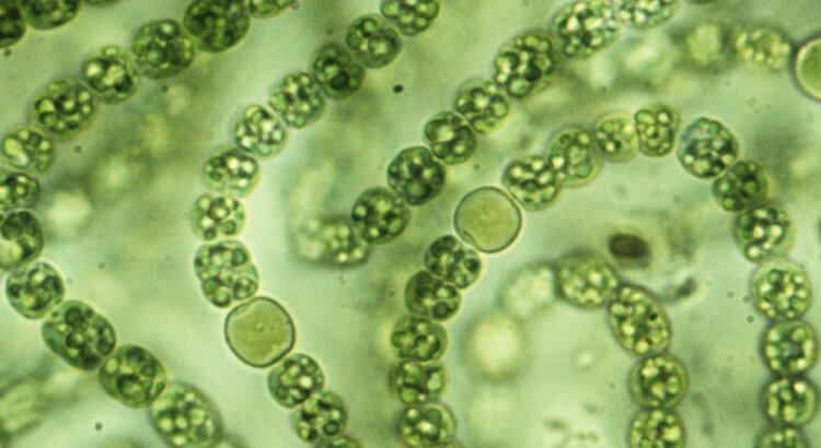 Жизнь на Титане. Цианобактерии под микроскопом. Фото.