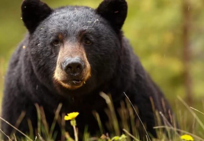 Черные медведи стали вести себя более дружелюбно. Это признак опасной болезни. Фото.