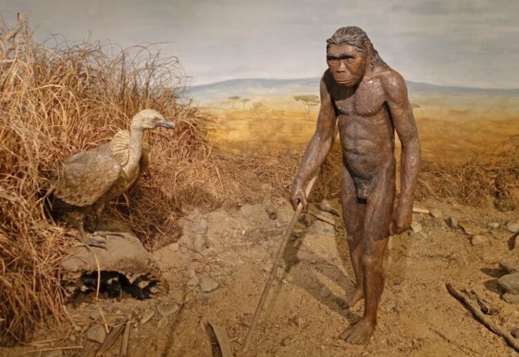 Чем питались древние люди? Примерно так выглядел представитель вида Homo habilis. Фото.