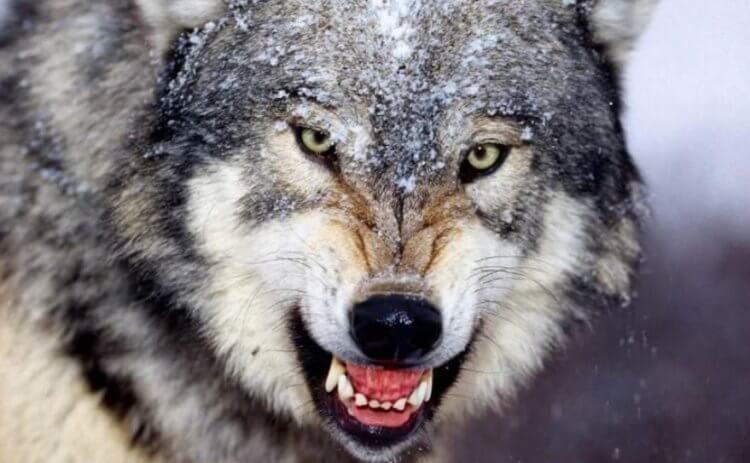 Чем питались древние люди? За один раз волк может съесть до 6 килограмм пищи, а потом голодать как минимум половину недели. Фото.