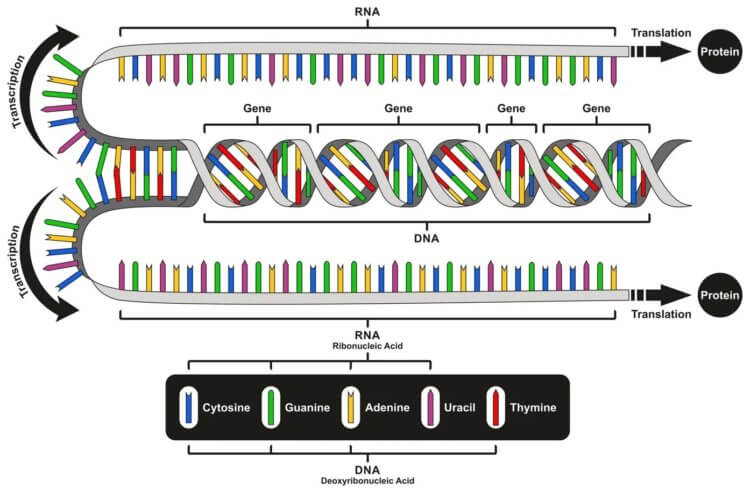 ДНК и РНК. Генетическая информация транскрибируется из ДНК в РНК, которая затем переводит эту информацию в полезные продукты, такие как белки. Новое исследование, однако, педполагает, что ДНК и РНК-всего лишь два варианта из миллионов других. Фото.