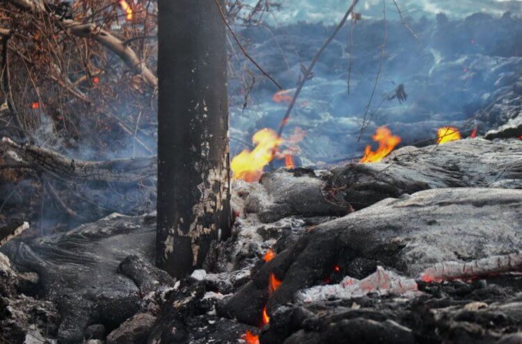 Как горят деревья под воздействием лавы? Это выглядит необычно. Вулканическая лава не может полностью уничтожить деревья. Сейчас выясним, почему. Фото.