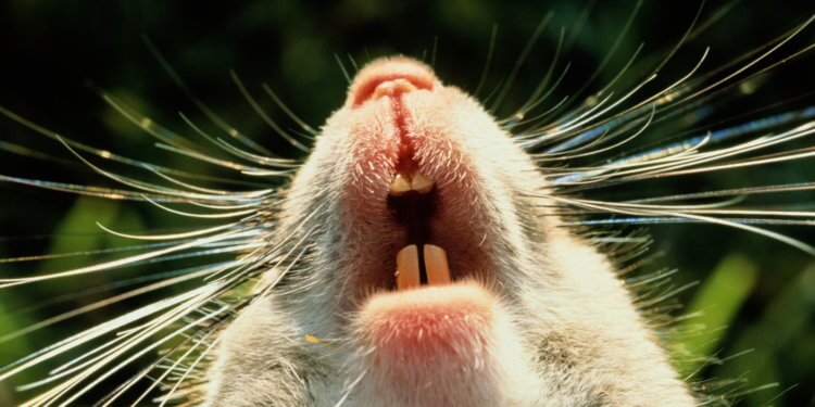 Новый закон природы. На сегодняшний день ученые научились помогать мышам отращивать утраченные зубы. Фото.