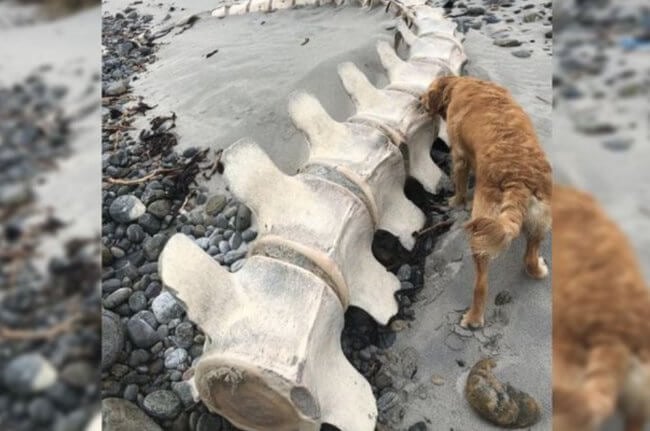 На берегу Шотландии найден скелет огромного животного. Что это такое? Фото.