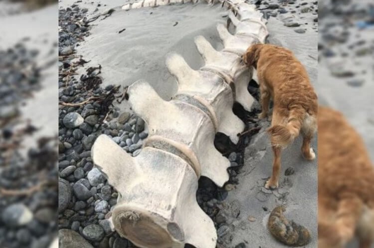 На берегу Шотландии найден скелет огромного животного. Что это такое? В Шотландии найден скелет загадочного животного. Как вы думаете, кому он принадлежит? Фото.