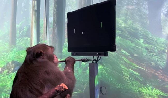 Neuralink впервые показала чипированную обезьяну. Она управляет компьютером силой мысли. Фото.