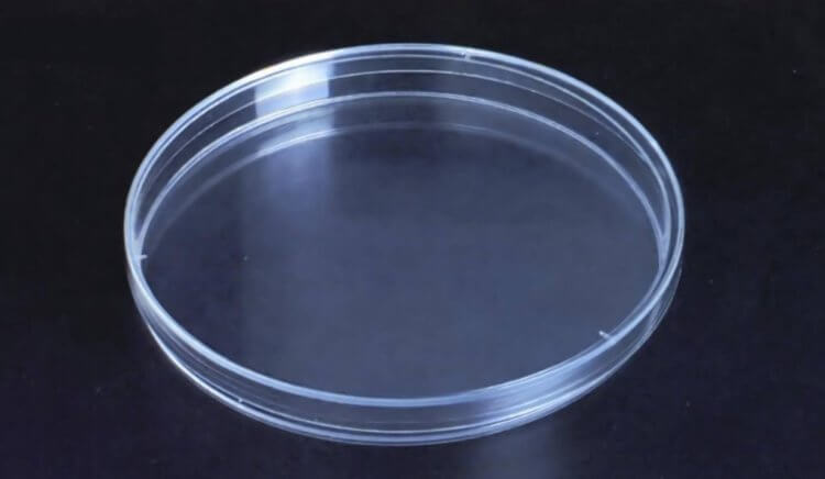 Опасность микропластика. Чашка Петри — это лабораторный сосуд в форме невысокого цилиндра, который применяется в микробиологии и химии. Фото.
