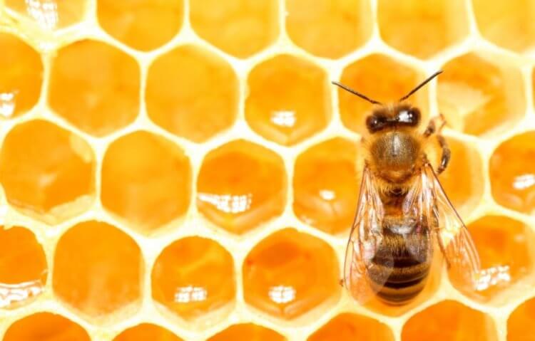 Почему мёд из США содержит в себе радиоактивные вещества? Мед в США содержит в себе радиоактивные вещества. Но он не опасен. Фото.