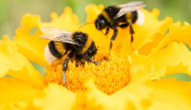 Почему мед радиоактивный? Радиоактивные вещества попадают в мед вместе с нектаром растений. Фото.