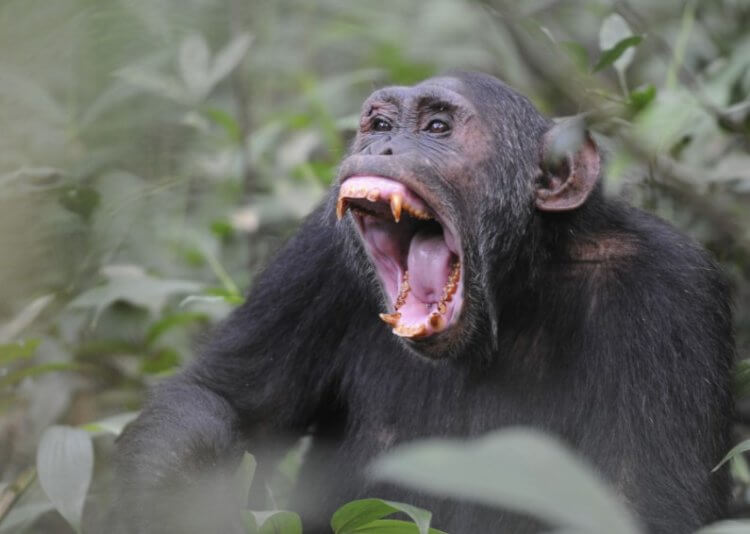 Эволюция человека. В отличие от обезьян, люди обращают внимание на крики радости. Фото.