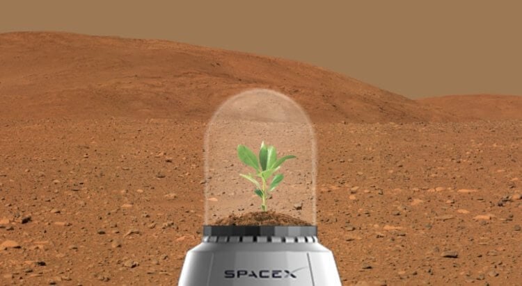 Марсианский оазис Илона Маска. Изначально Илон Маск хотел просто выращивать на Марсе растения, но потом его идеи стали более масштабными. Фото.