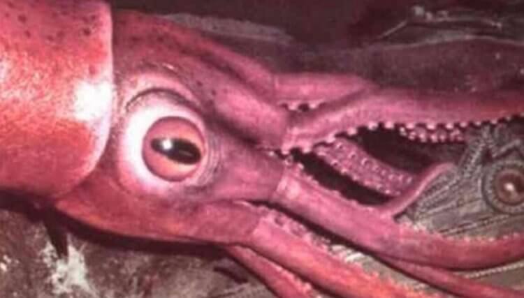 Особенности гигантских кальмаров. Глаз кальмара. Фото.