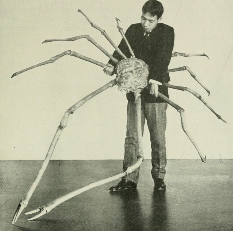Особенности гигантских кальмаров. Японский краб-паук. Фото.