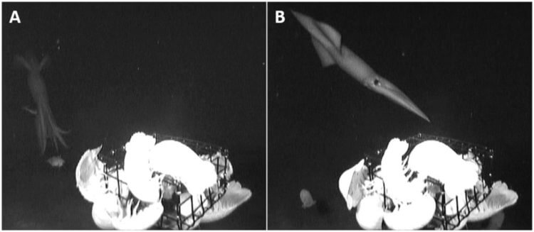 Фотографии гигантских кальмаров. Гигантский кальмар нападает на приманку. Фото.