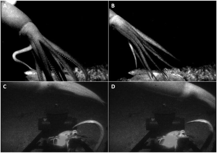Фотографии гигантских кальмаров. Еще одно фото, полученное при помощи аппарата Medusa. Фото.