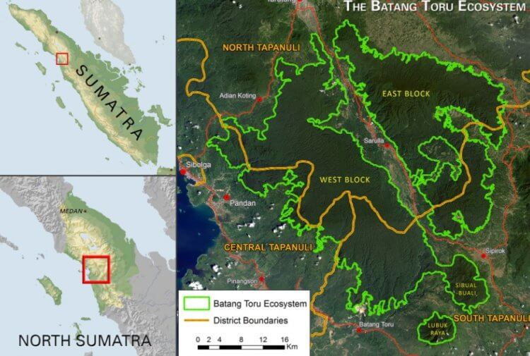 Вымирание обезьян. Расположение лесов Батанг-Тору на острове Суматра. Фото.