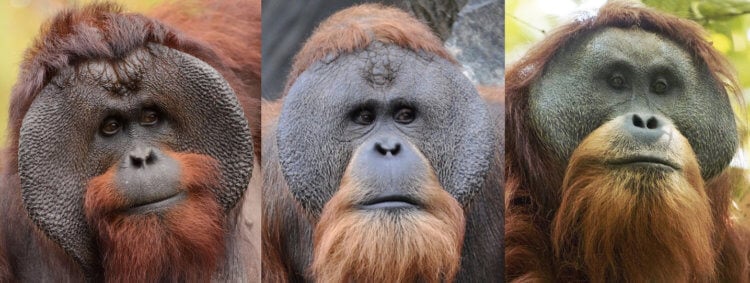 Самые редкие обезьяны в мире. Слева направо: калимантаский орангутан, суматранский орангутан, Pongo tapanuliensis. Фото.