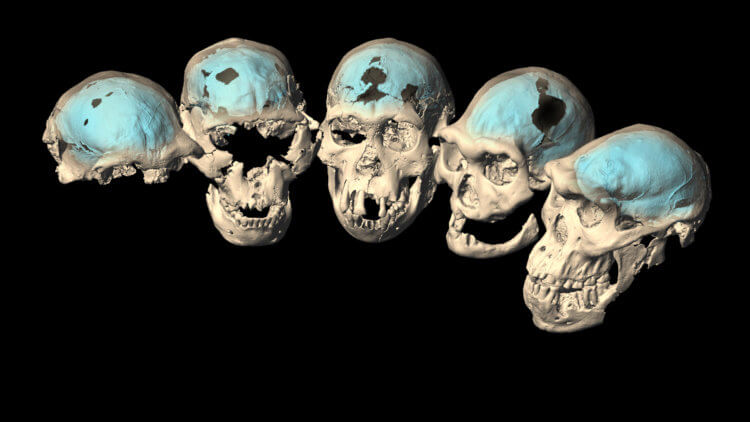 Почему мы – особенные? Виртуальные реконструкции пяти хорошо сохранившихся черепов Homo erectus из Дманиси, Грузия, которые датируются между 1,85 и 1,77 миллионами лет назад. Эти люди обладали «примитивным» мозгом, обнаружило новое исследование. Фото.