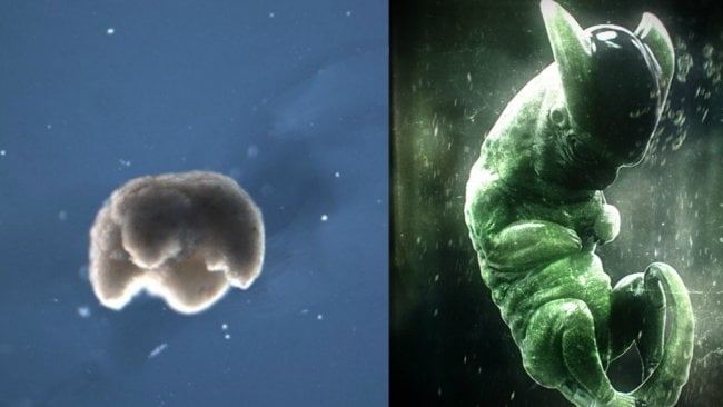 Ученые создали «живых» нанороботов из клеток африканской лягушки. Фото.