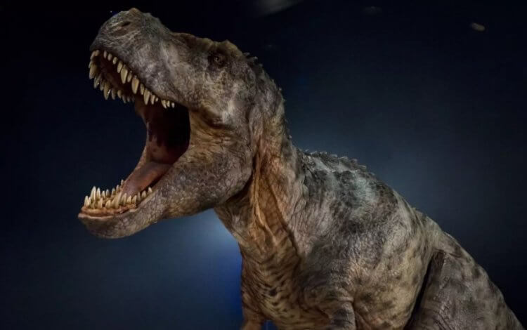 Сколько всего опасных динозавров жило на Земле за всю историю? Ученые смогли посчитать, сколько тираннозавров жило на Земле за всю историю. Их было немного. Фото.