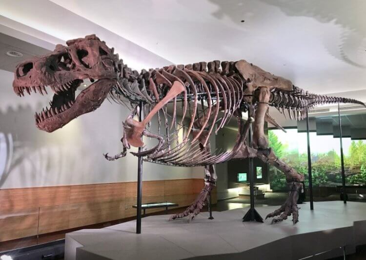 Количество тираннозавров на Земле. На фото — один из самых полных скелетов тираннозавра. Он принадлежит особи по кличке «Сью». Фото.
