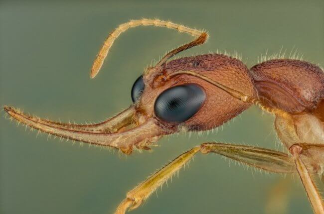 Некоторые муравьи умеют менять размер своего мозга. Для чего они это делают? Фото.